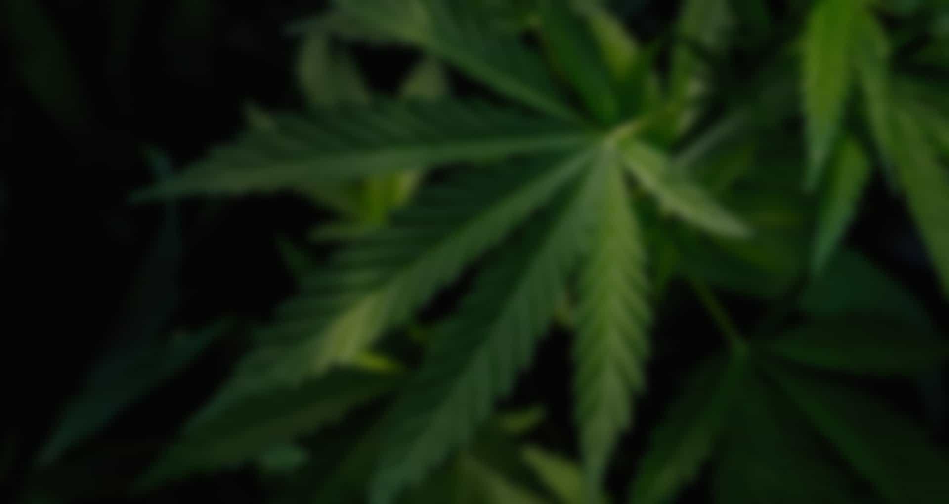 w-hemp-slider-3